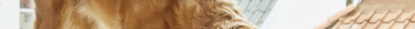 Vælg det rigtige hundemad til din hunds ernæringsbehov