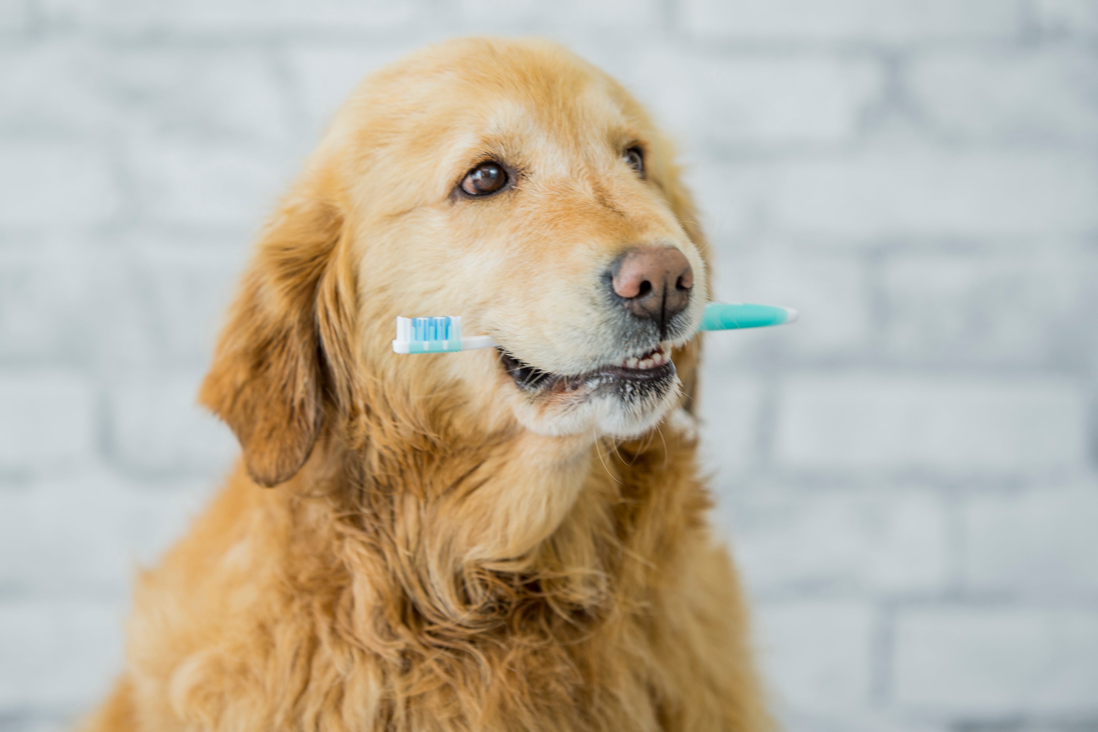 Sådan holder du din hunds tænder sunde
