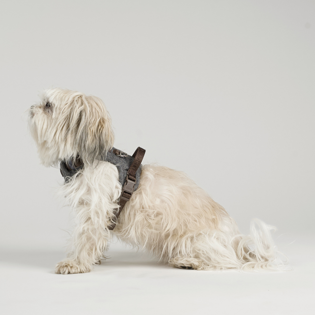 Staey - Elma Hundesele, Stone