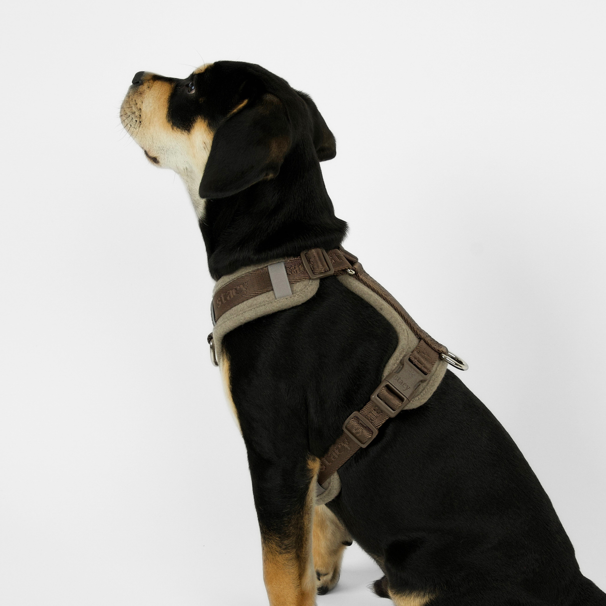 Staey - Numa Hundesele, Sand