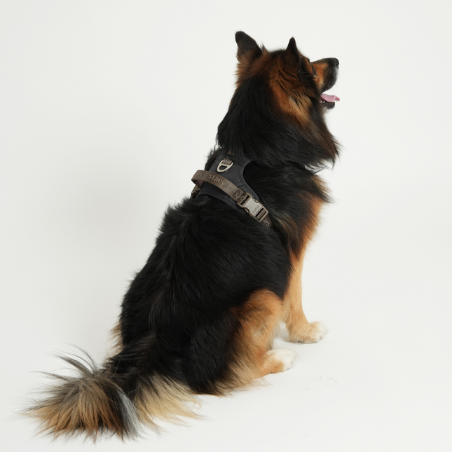 Staey - Elma Active Hundesele, Storm