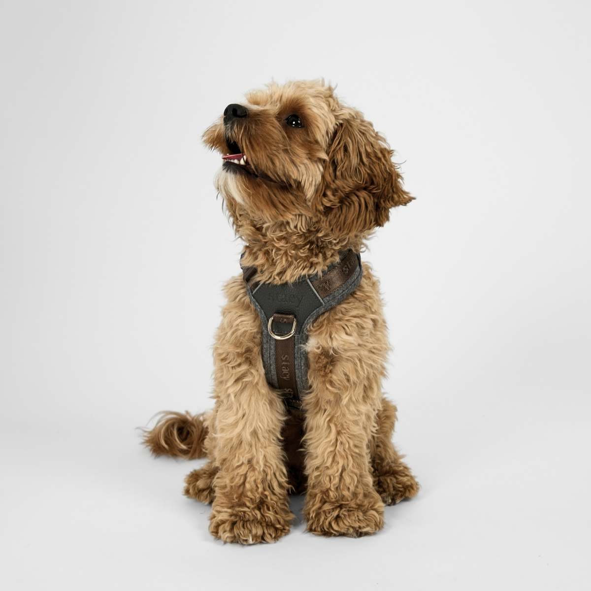 Staey - Numa Hundesele, Stone