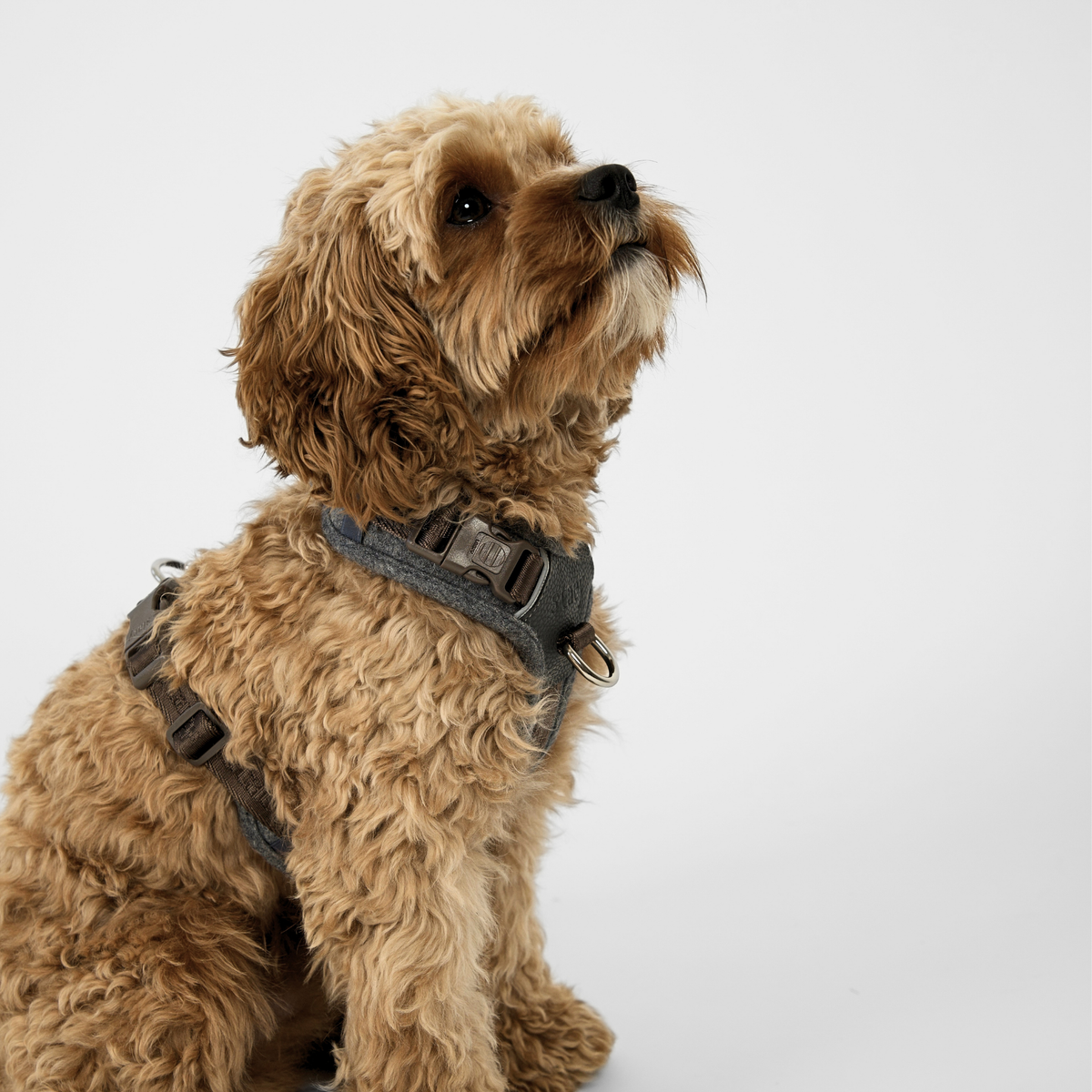 Staey - Numa Hundesele, Stone