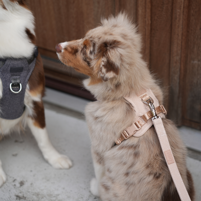 Staey - Elma Hundesele, Light Rose