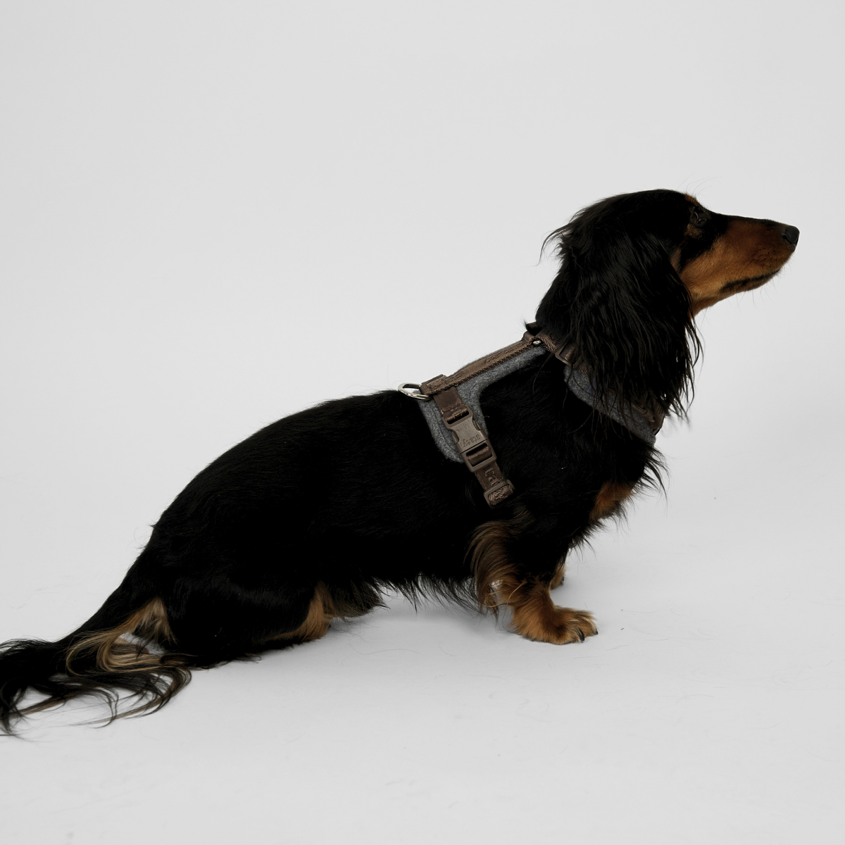 Staey - Numa Hundesele, Stone