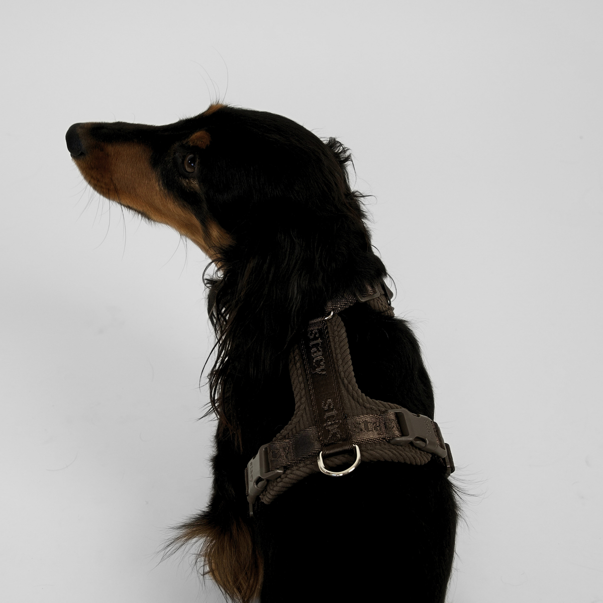 Staey - Numa Hundesele, Fløjl Dark Oak