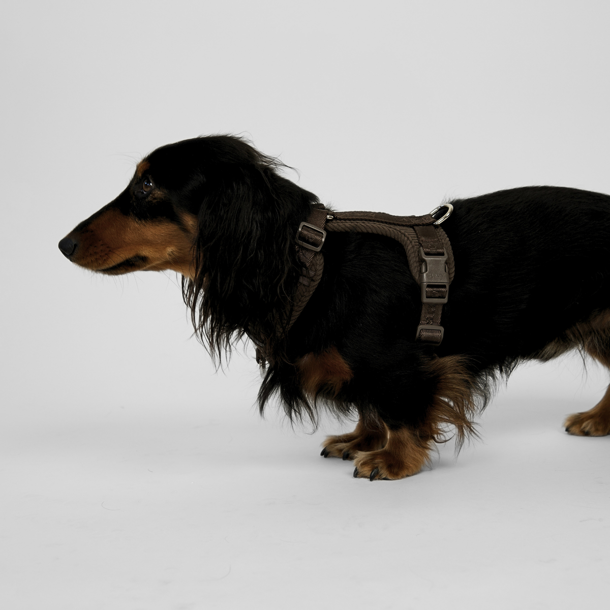 Staey - Numa Hundesele, Fløjl Dark Oak