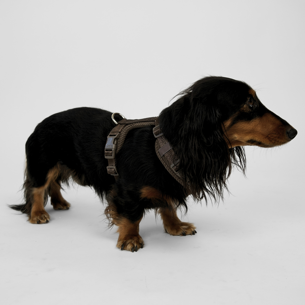 Staey - Numa Hundesele, Fløjl Dark Oak