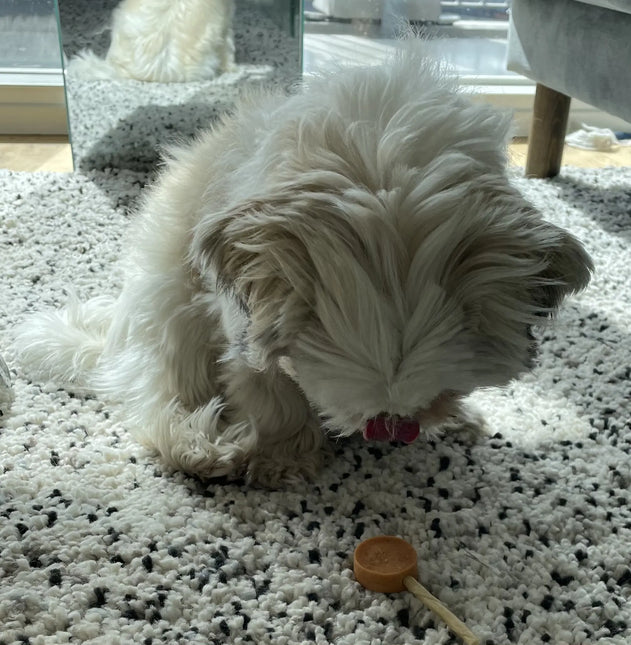 Companion - Slikkepinde Kasse m. And (60 stk.)