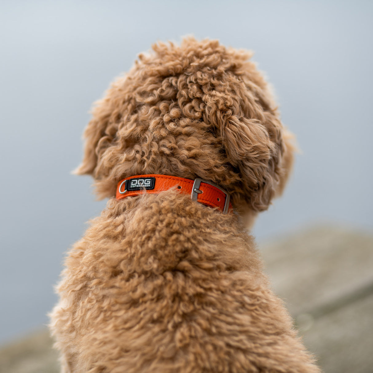 DOG Copenhagen Urban Classic™ Halsbånd - Orange Sun