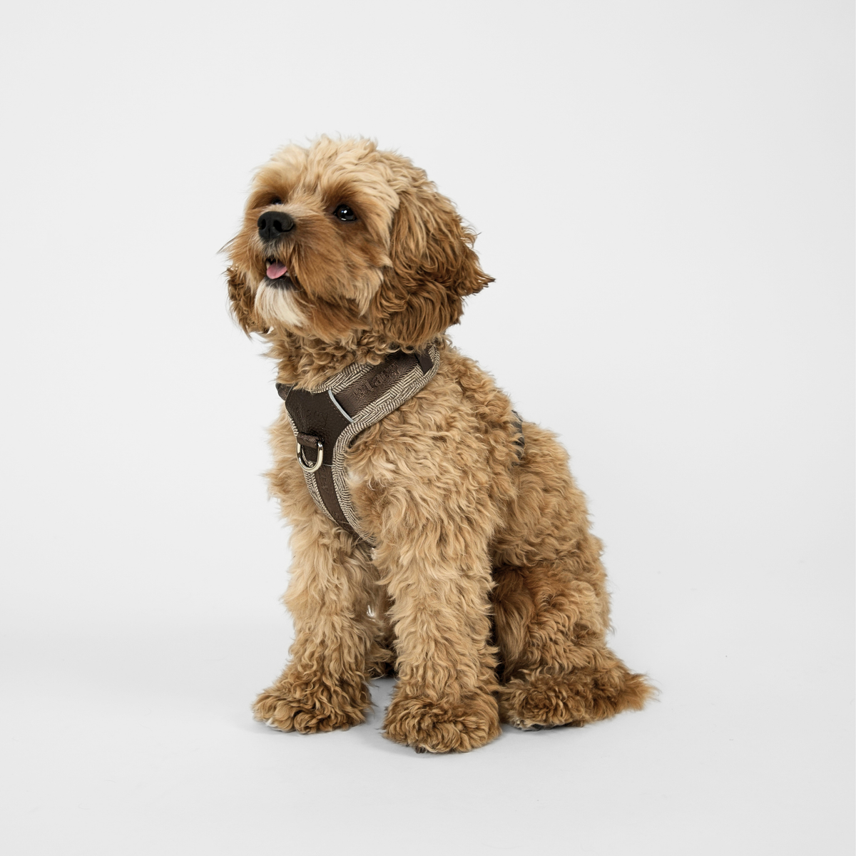 Staey - Numa Hundesele, Mocca