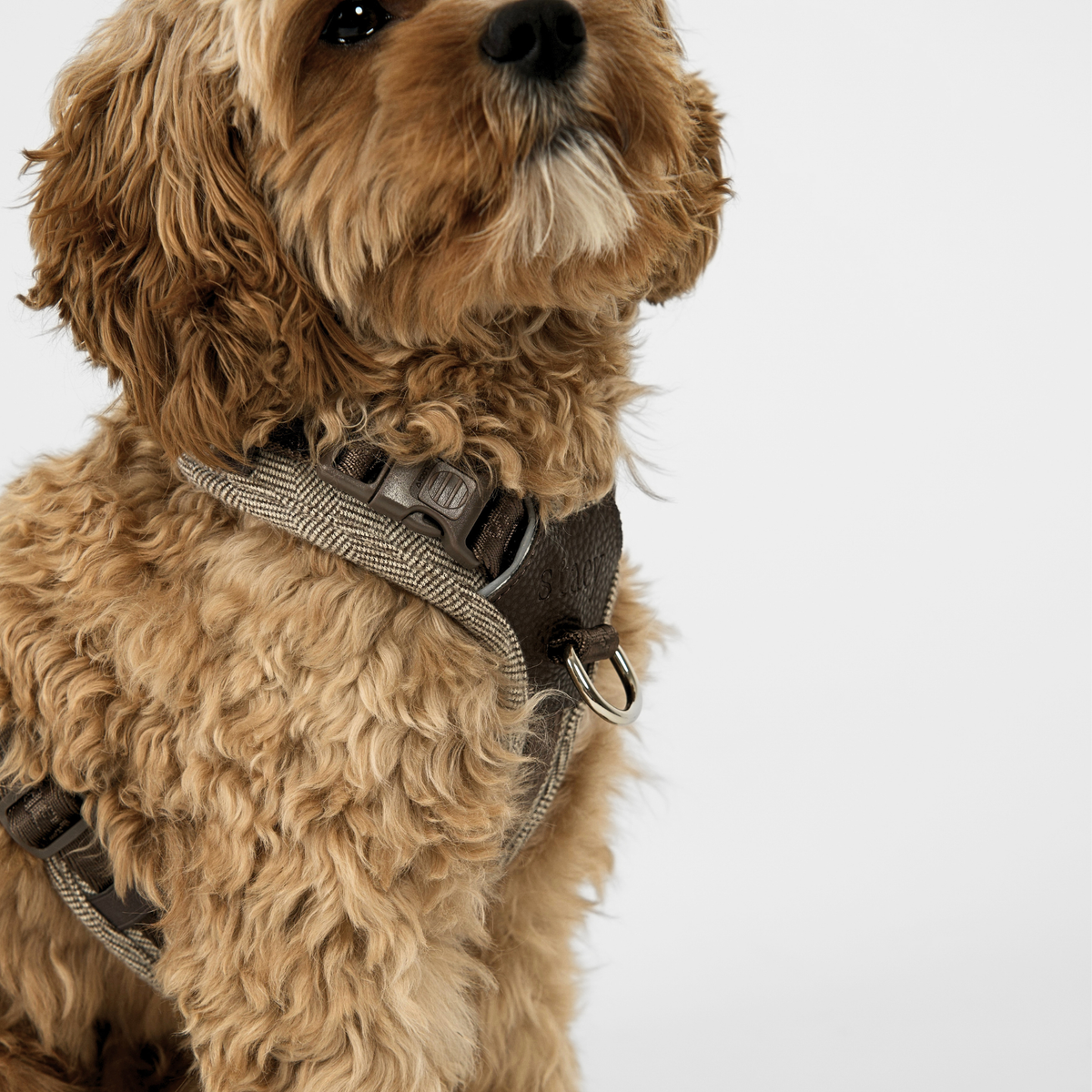 Staey - Numa Hundesele, Mocca