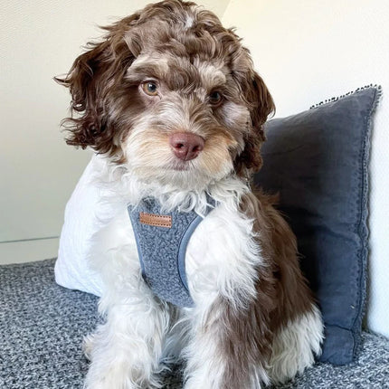 Puppy Bohéme - Teddy step-in sele