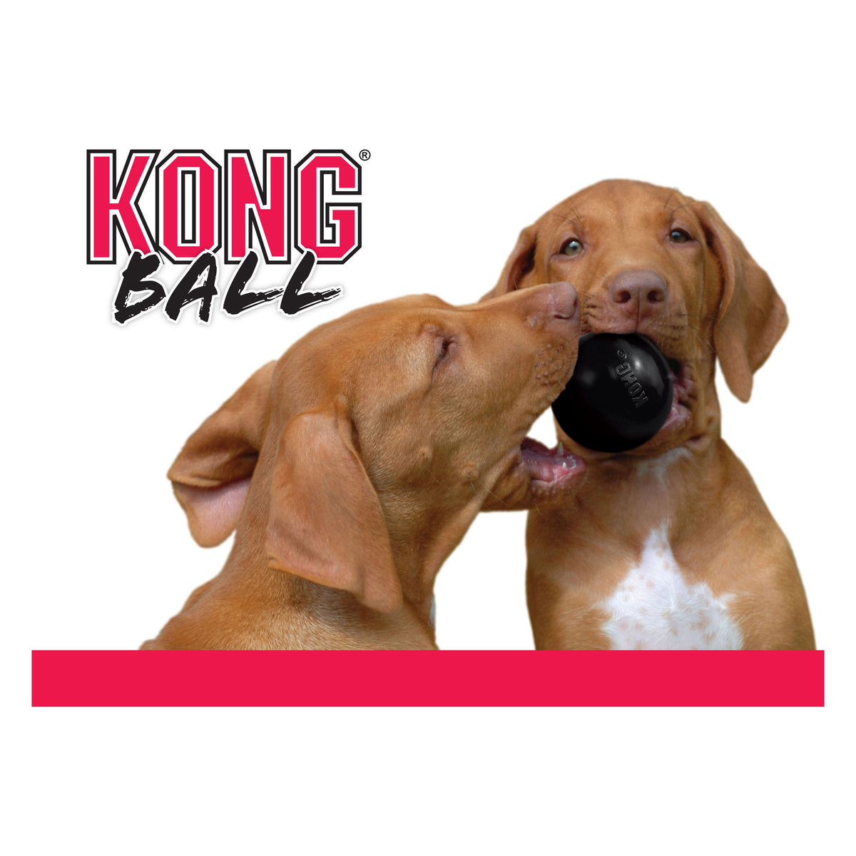 KONG Extreme Ball til apportering