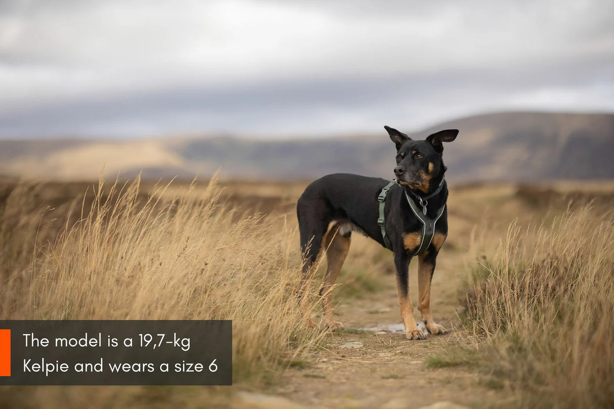 Non-stop Dogwear - Line harness 5.0, sort