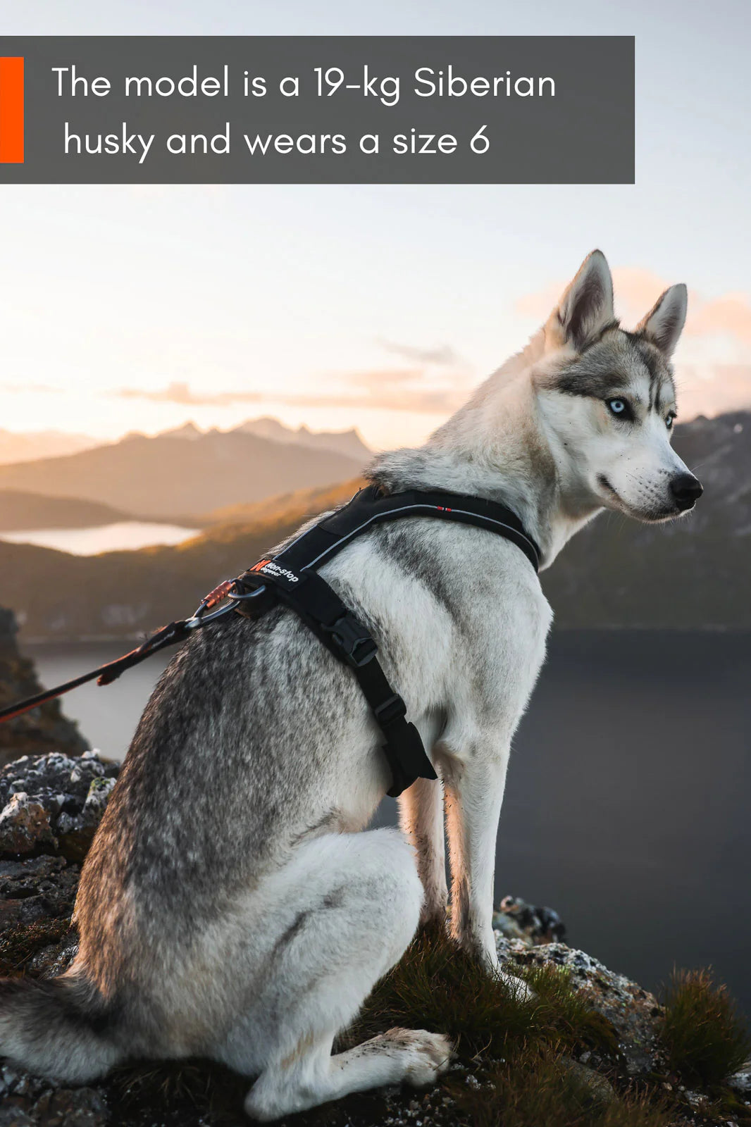 Non-stop Dogwear - Line harness 5.0, sort