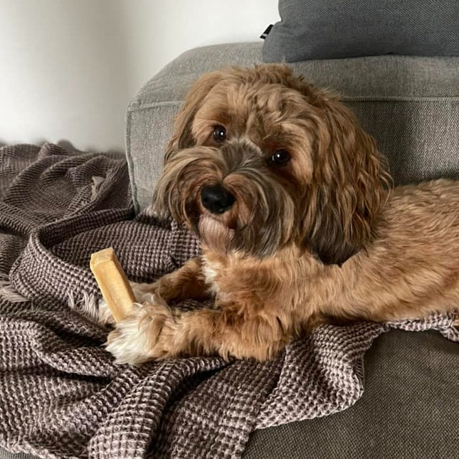 Luksushund's 100% Naturlige Himalaya Osteben