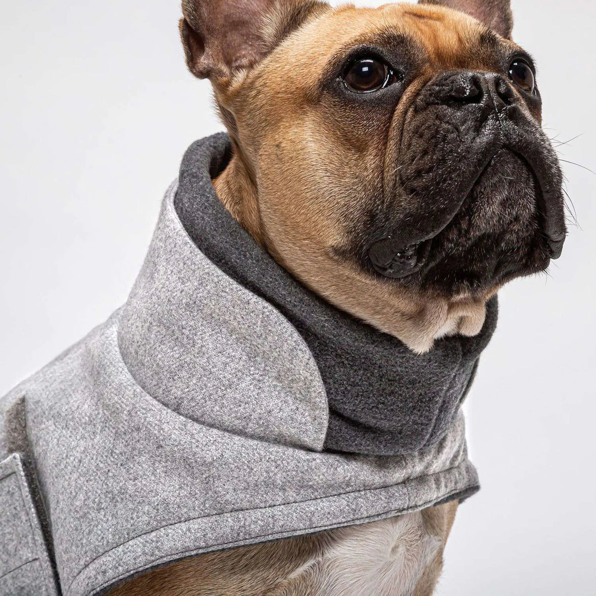Cloud7 hundefrakke til Fransk Bulldog, Brooklyn, Grå Cloud7