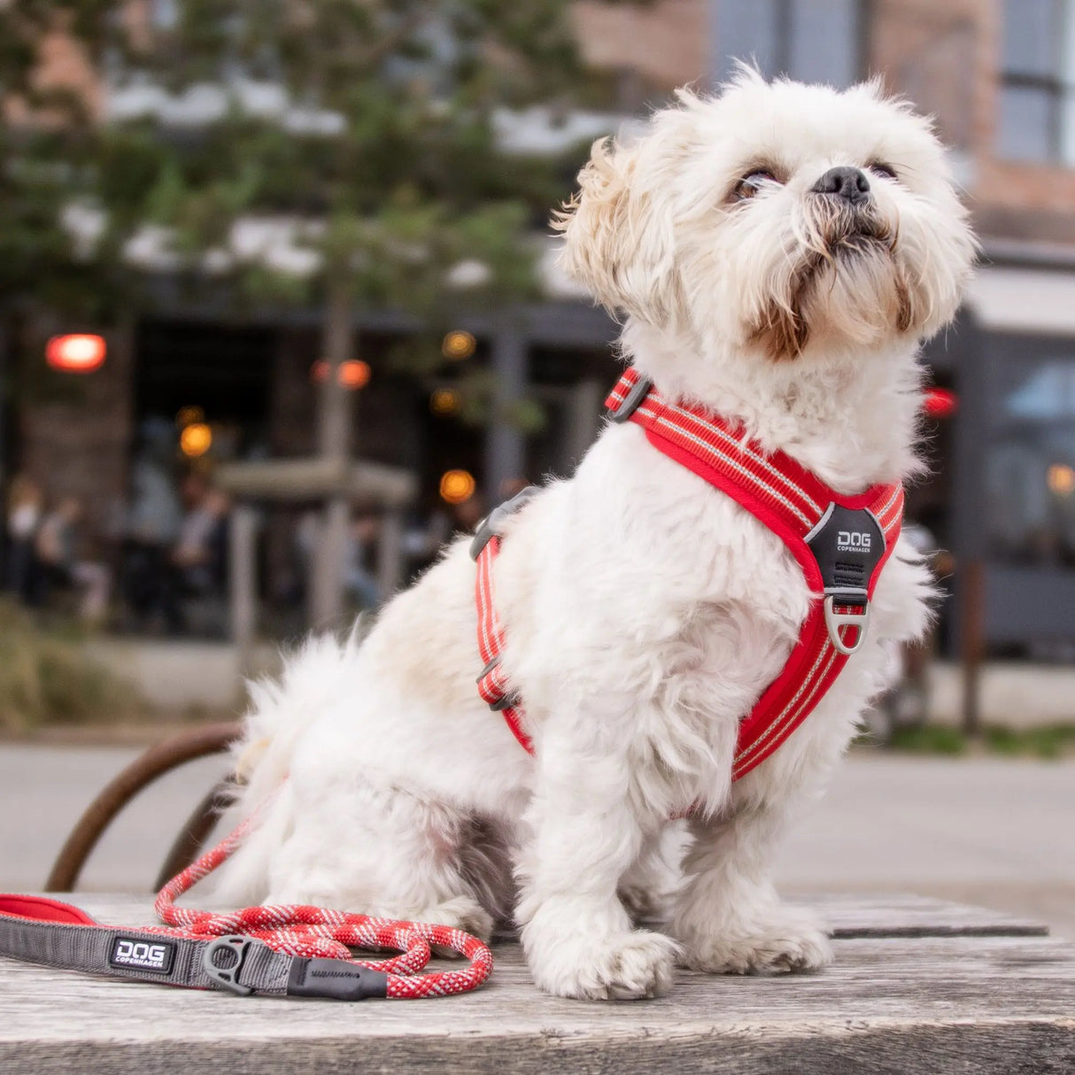 Dog Copenhagen Walk Air hundesele Orange Sun Dog Copenhagen