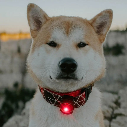 Orbiloc lys til hund, Dog Dual, Rød Orbiloc