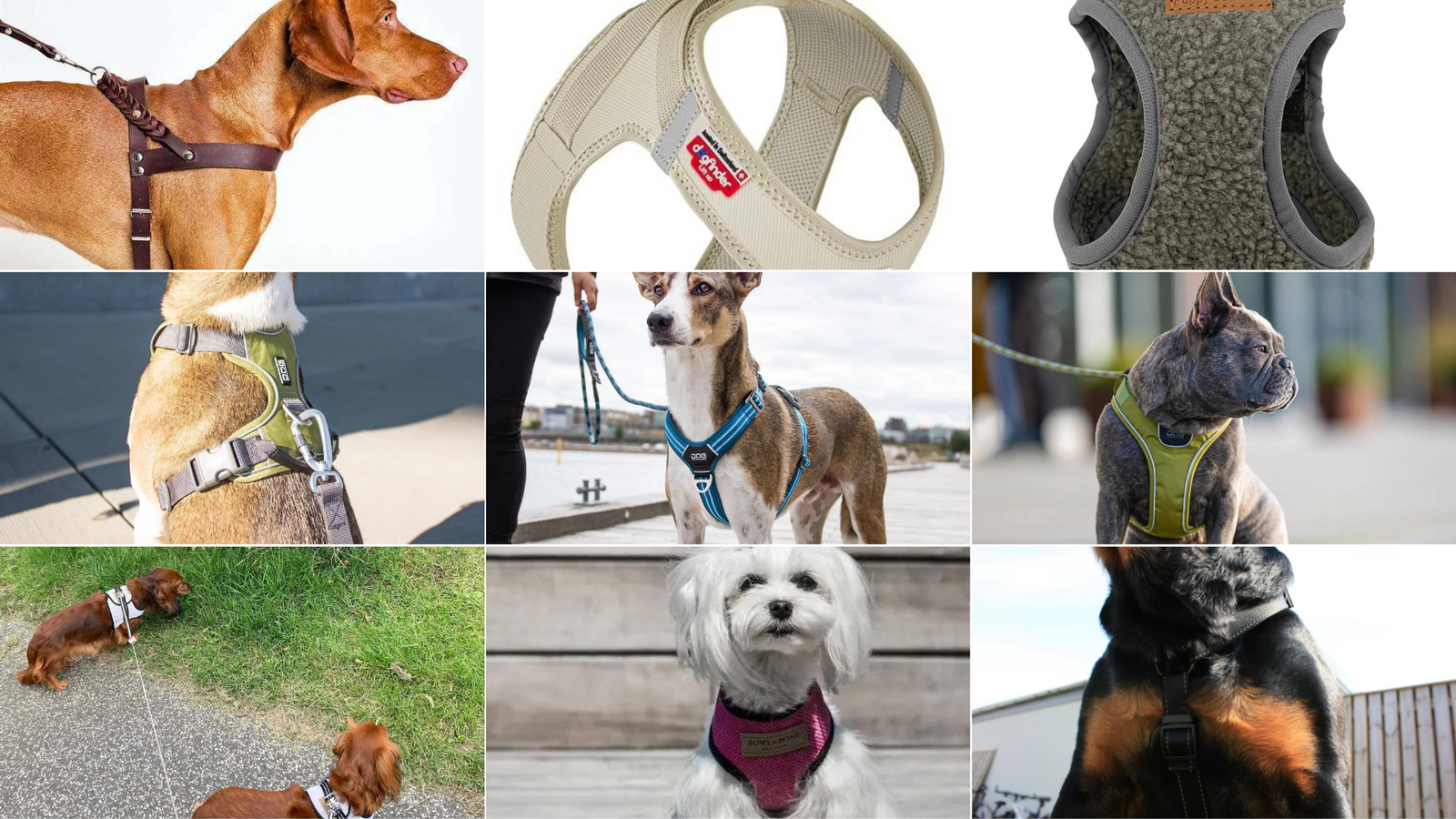 De 10 Bedste Hundeseler i 2026: Din Ultimative Guide til Testvindere