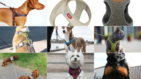 De 10 Bedste Hundeseler i 2026: Din Ultimative Guide til Testvindere
