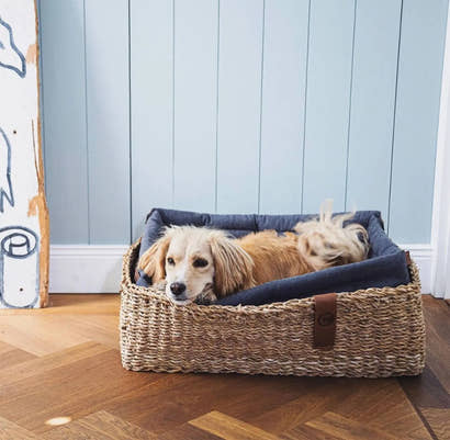 Sådan kan en god hundekurv forbedre din hunds livskvalitet