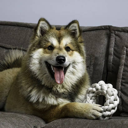 Hundetræning 101: Vigtige principper i effektiv hundetræning