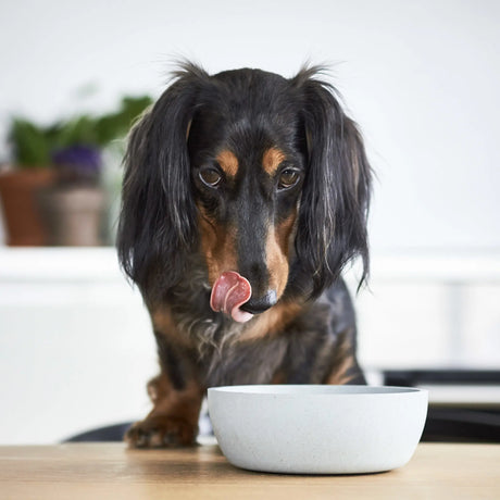 Næring med stil: De bedste madskåle til din hund