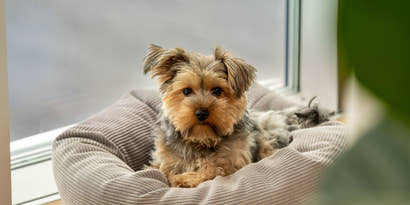 Skal du have en ny hvalp?