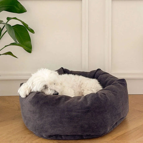 Opdag de mest populære hundesenge: Komfort og stil