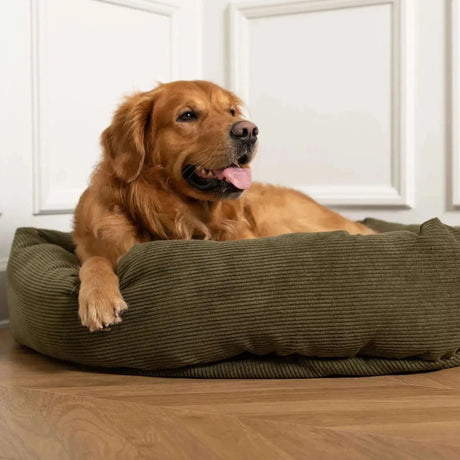 Hundeshampoo Guide 2025 — Sådan Vælger du den Rigtige