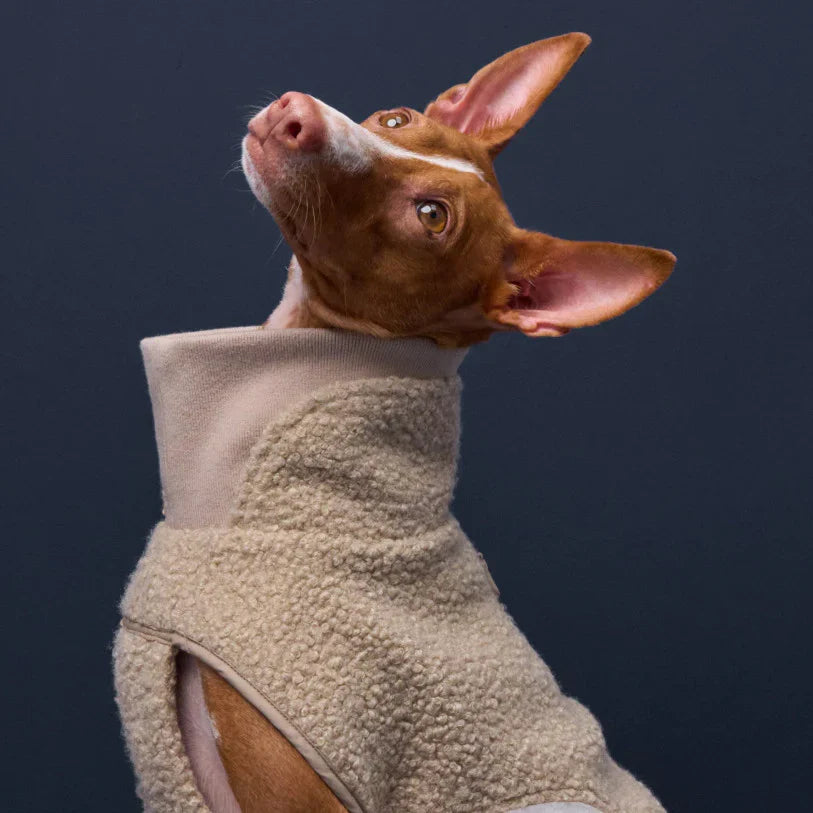 Hund iført beige striktrøje fra Cloud7 set fra siden