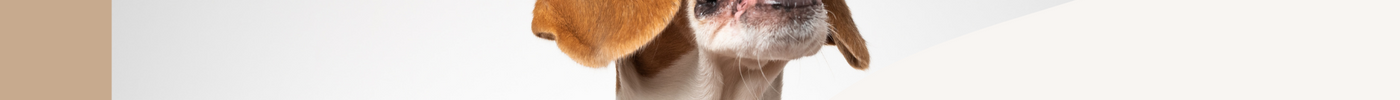 Godbidder til hunde: Sundt, lækkert og nemme opskrifter –