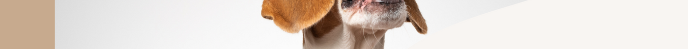 Hjemmelavede Godbidder til hunde: Sundt, lækkert og nemme opskrifter