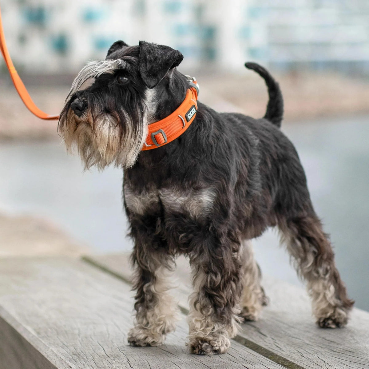 Hundeklapvogn: Gør udendørs eventyr tilgængelige for alle hunde