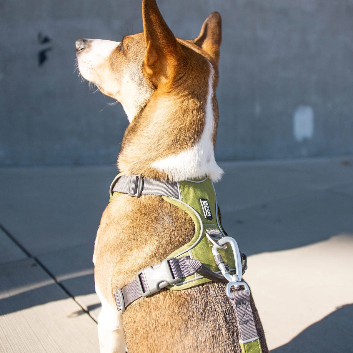 Hvordan du vælger den perfekte hundesele til din hund