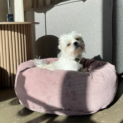 Guide til at vælge den rigtige hundeseng