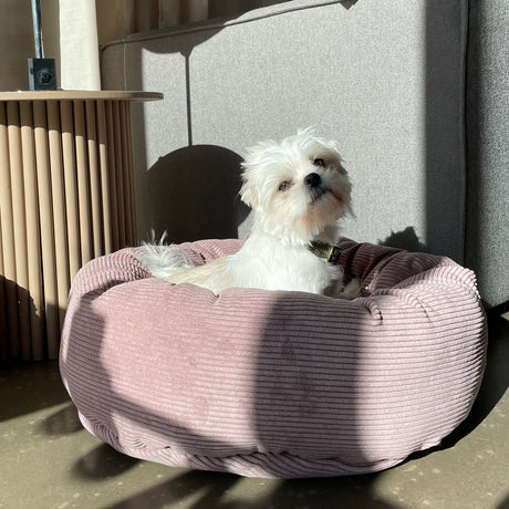 Guide til at vælge den rigtige hundeseng