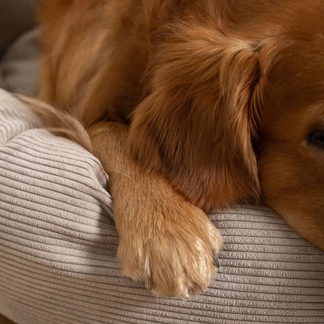 Sådan vælger du den rigtige hundeshampoo