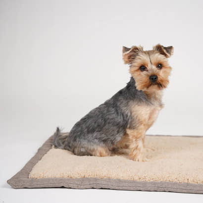 Hundetæpper for enhver smag: Vores topvalg