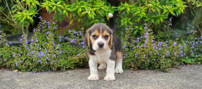 Hundenavne 2025: Populære, sjove og unikke navne til din kommende firbenede ven