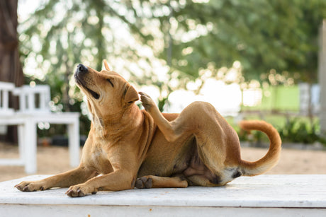 Følsom Mave hos Hunde — Tegn, Årsager og Løsninger