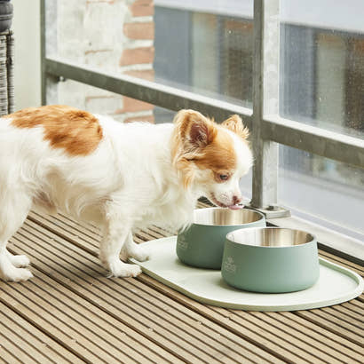 Sådan vælger du det rette Essential hundefoder til din hunds behov