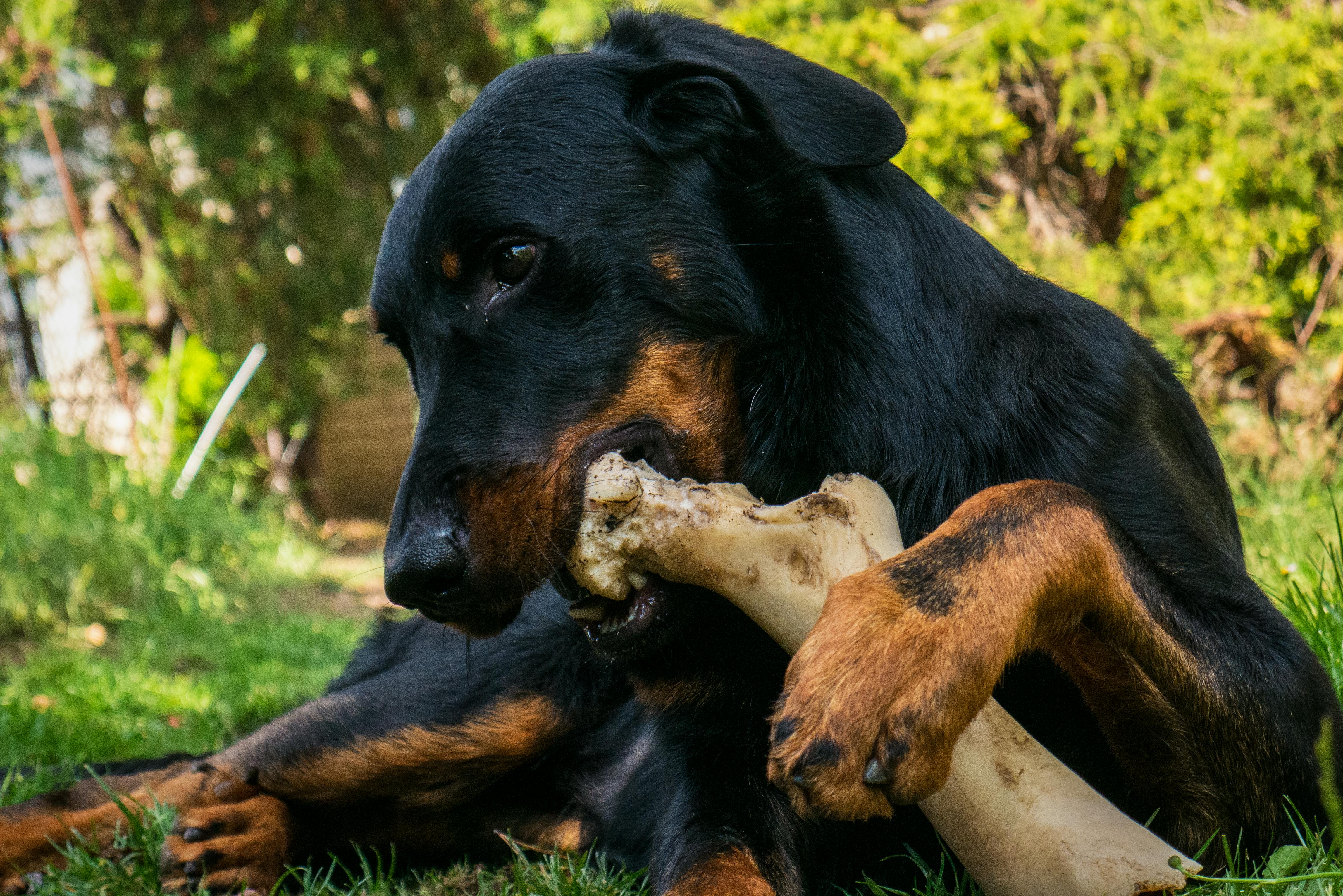 Gode tyggeben til tyggeglade hunde - 5 lækre favoritter