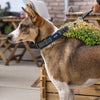 Afkøling af din hund: Kølemåtte eller køleseng?
