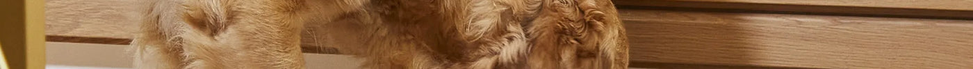 Essential hundefoder: Sund ernæring for en glad hund