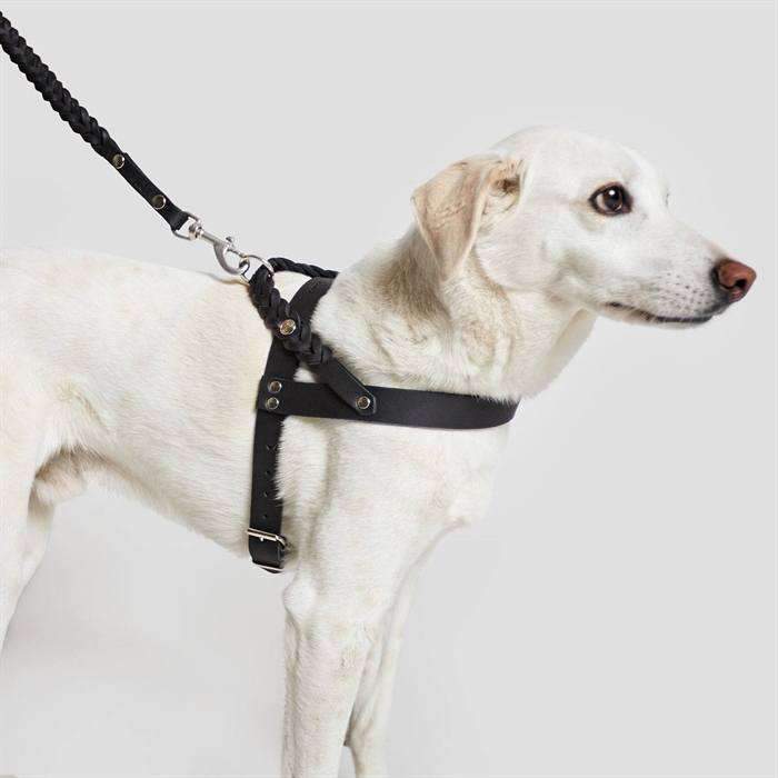 Minimalistiske gaver til hunde
