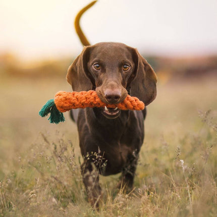 Collection image for: Gaver til hunde under 250 kr