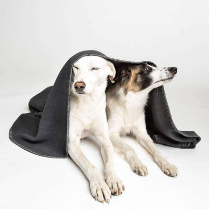 Collection image for: Hyggelige gaver til hunde